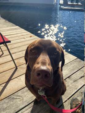 Profile photo of Finn