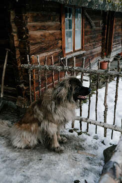 Profile photo of Balto