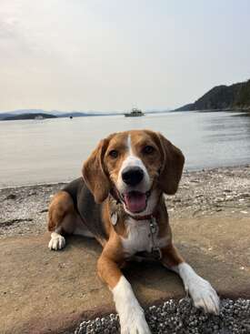 Profile photo of Arlo