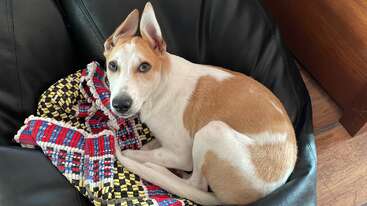 Profile photo of Archie 