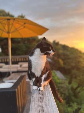 Profile photo of Sophia