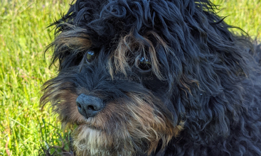 Profile photo of Mica