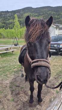 Profile photo of Krummi