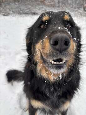 Profile photo of Nosht