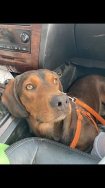 Profile photo of Django