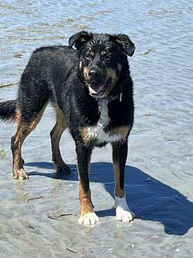 Profile photo of Pinot