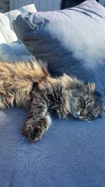 Profile photo of Chou Chou / Chubaka