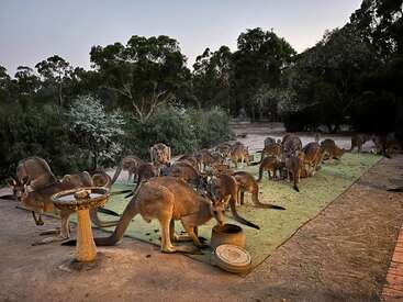 Profile photo of Kangaroos 