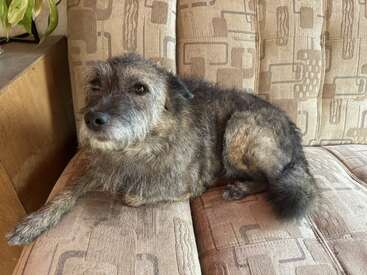 Profile photo of Odie