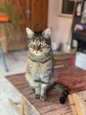 Profile photo of Garfield