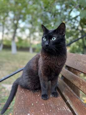 Profile photo of Pabla