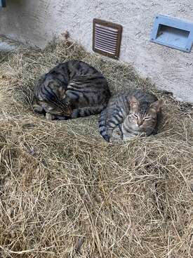 Profile photo of Meo and Pallina