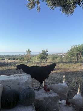 Profile photo of Chickens