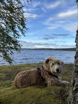 Profile photo of Kifli