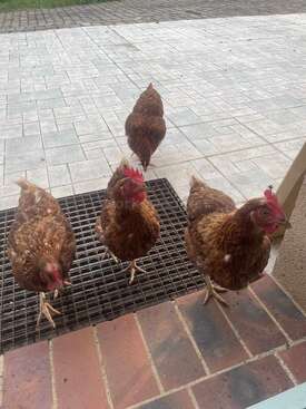 Profile photo of Cocotte x4 !