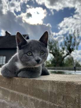 Profile photo of Lilli