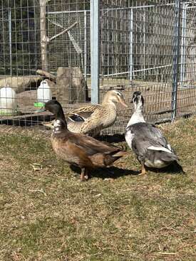 Profile photo of Enten