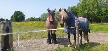 Profile photo of Horses