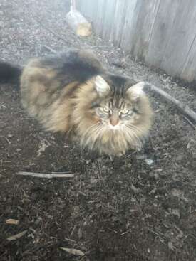 Profile photo of Pepito