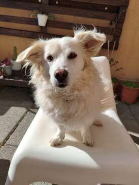 Profile photo of Belka