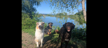 Profile photo of Holly, Teddy, Bella