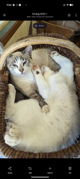 Profile photo of Berlioz and Toulouse 