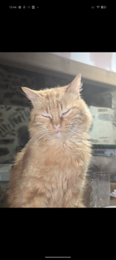 Profile photo of Nemo