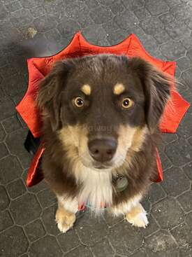 Profile photo of Malibu (BOO)