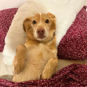 Profile photo of Boris