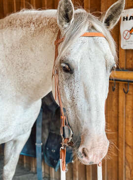 Profile photo of Andino