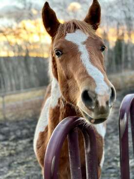 Profile photo of Rowan