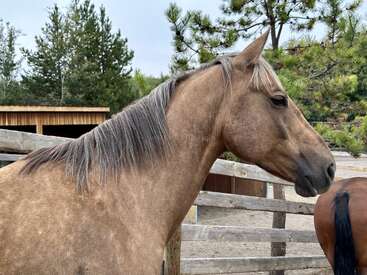 Profile photo of Ransom