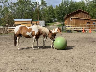 Profile photo of Willow