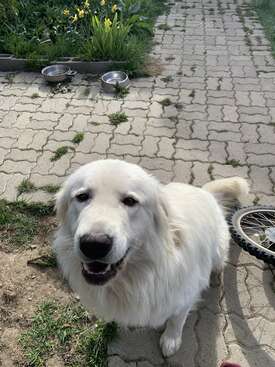 Profile photo of Apolo