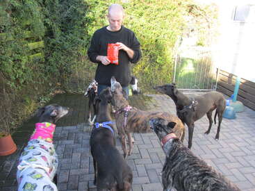 Profile photo of rescued greyhounds coming and going