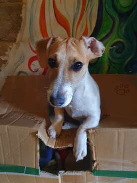 Profile photo of Chef