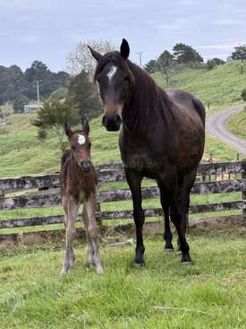 Profile photo of Arion and her new foal