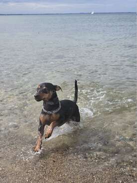 Profile photo of Rotti