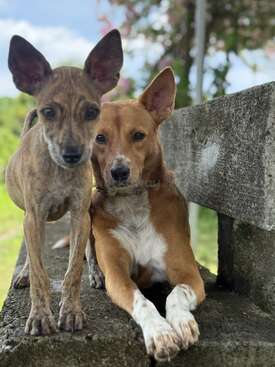 Profile photo of Mala, Twigs, Milky, 4 baby pups