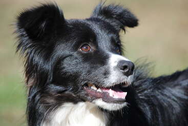 Profile photo of Bell