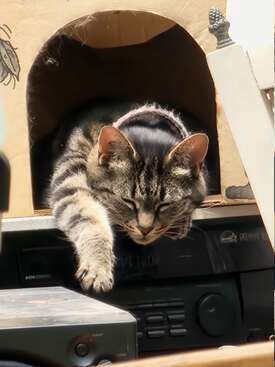Profile photo of Meow Meow