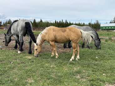 Profile photo of Striker, Flash, Roo, Holly & Dolly