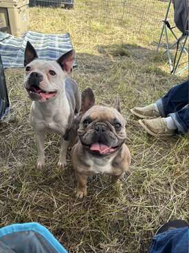 Profile photo of Molly & Rosco