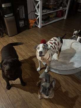 Profile photo of Cocoa and Diesel