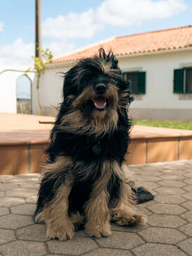 Profile photo of Poncho