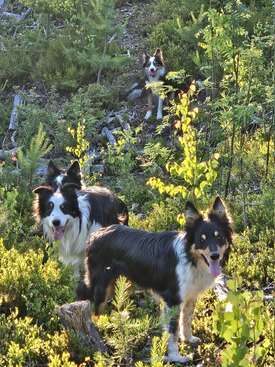 Profile photo of 4 dogs