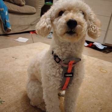 Profile photo of Lulù