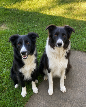 Profile photo of Remi & Chief 