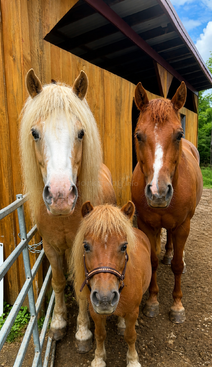 Profile photo of Reba, Noodin & Nimkii 
