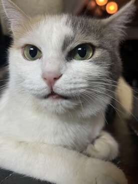Profile photo of Hito